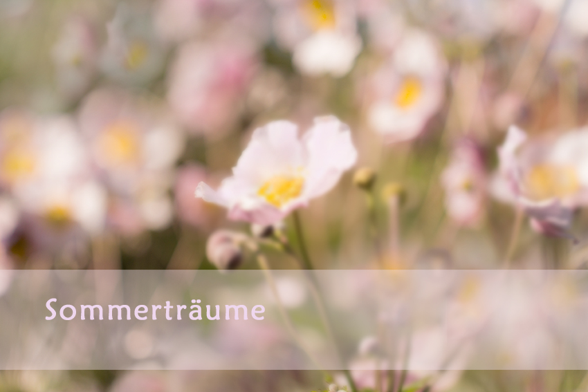 sommerträume