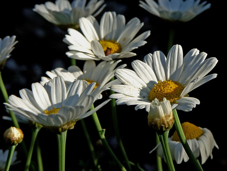 Sommerträume