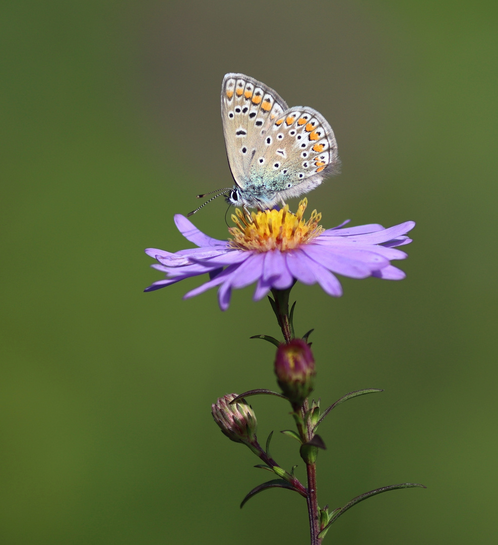 Sommerträume