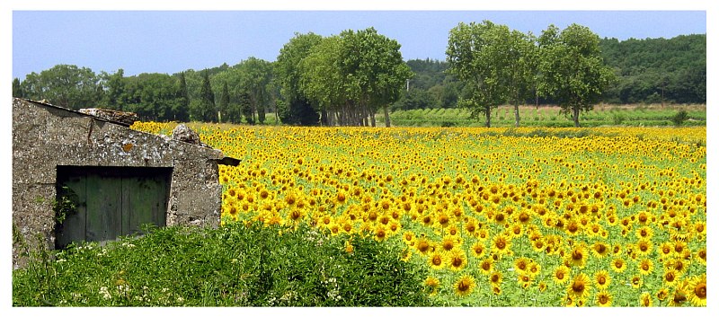 Sommerträume