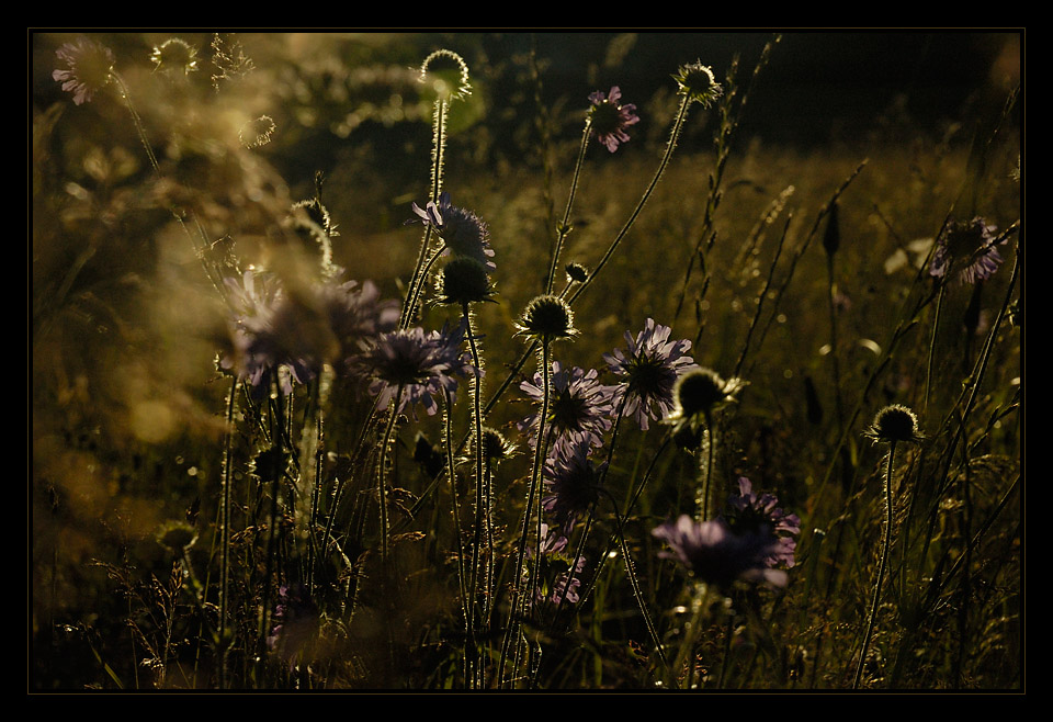 [ Sommerträume ]