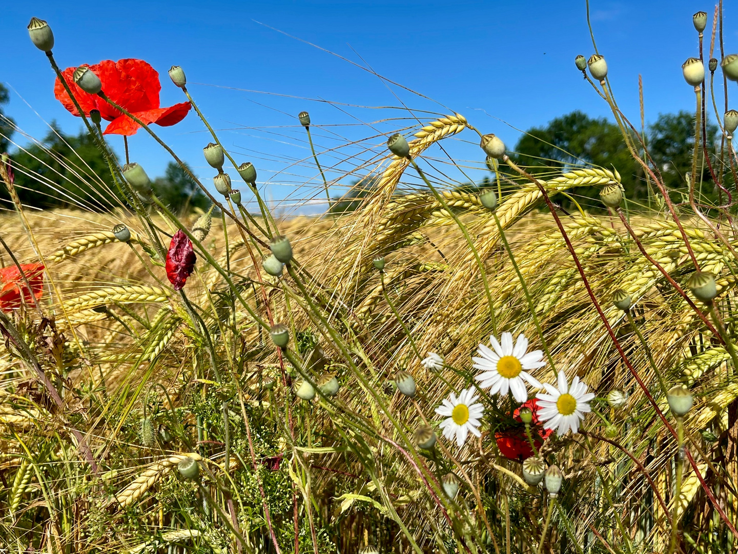 Sommerträume 