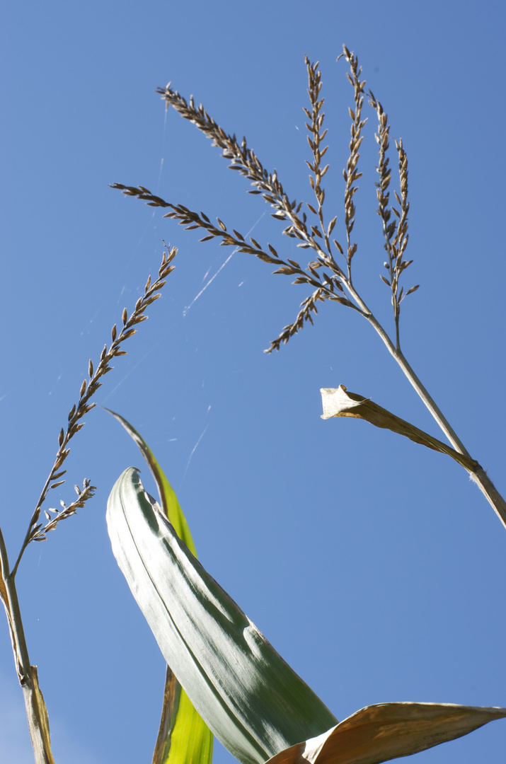 Sommerträume