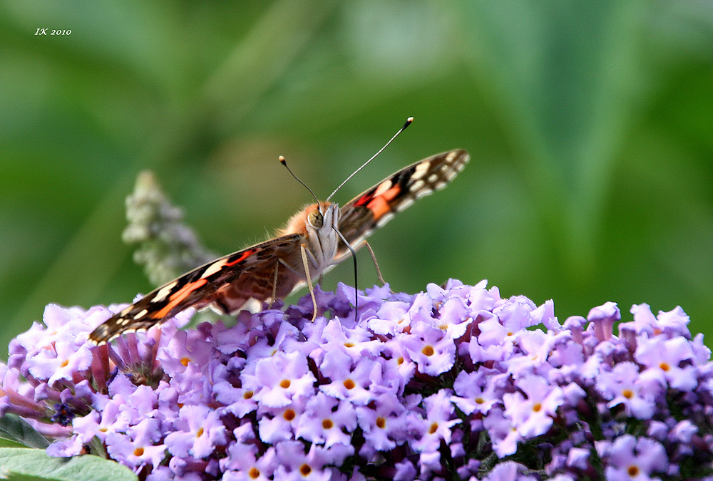 Sommerträume