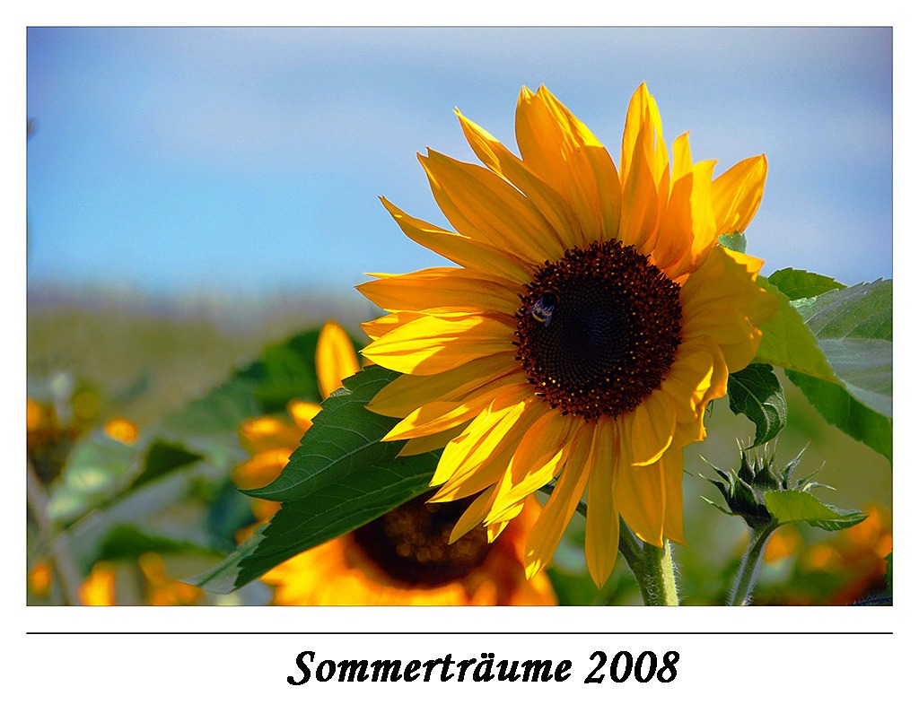 Sommerträume