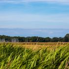 Sommerträume Hiddensee (12)