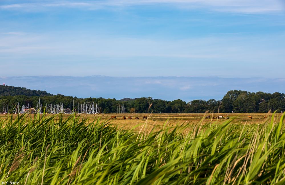 Sommerträume Hiddensee (12)