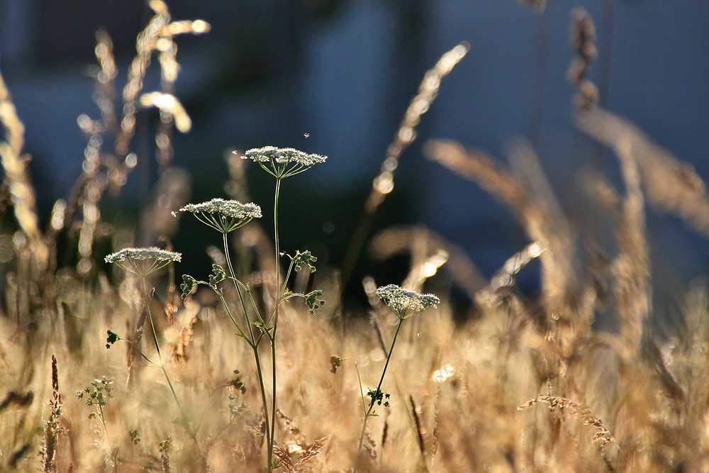 Sommerträume im abendlichen Gegenlicht.......