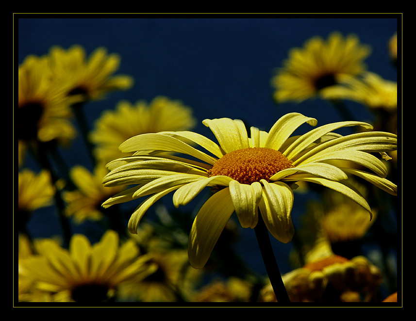 Sommerträume in Gelb