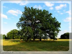 Sommerträume  (mit Gedicht)