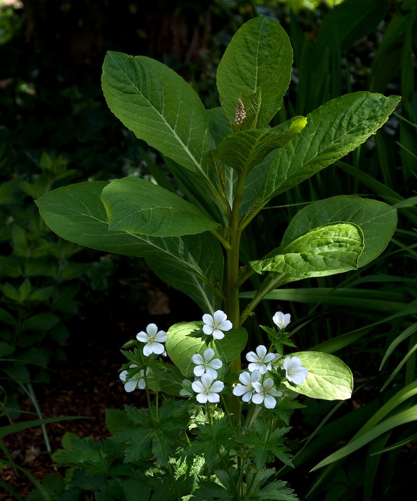 Sommerträume10