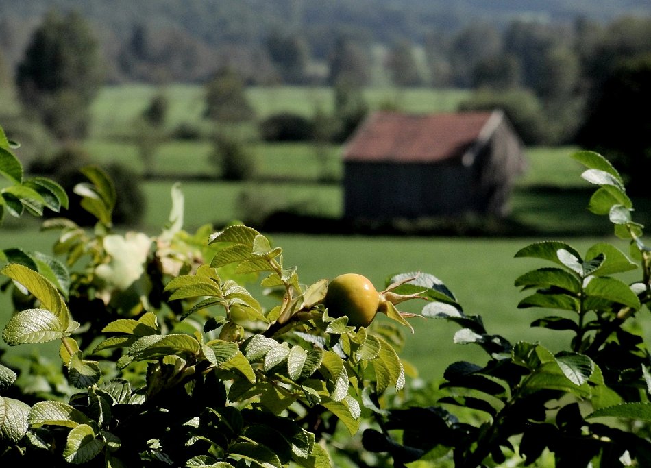 Sommerträumend