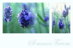 SommerTraum