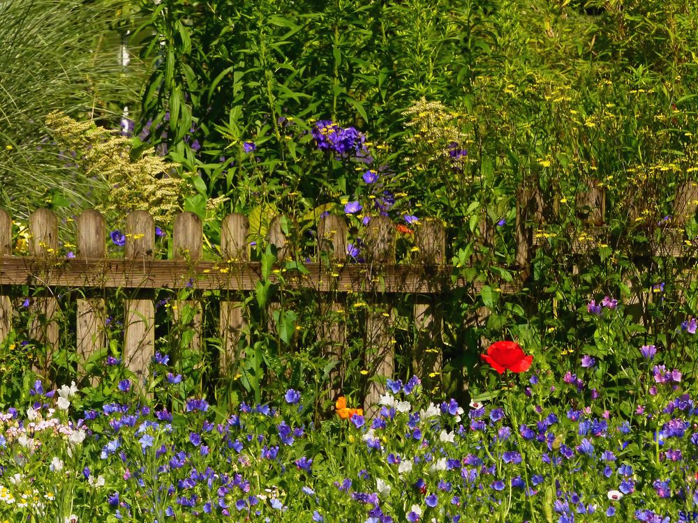 Sommertraum am Gartenzaun