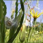 Sommertraum einer Eichblattspinne