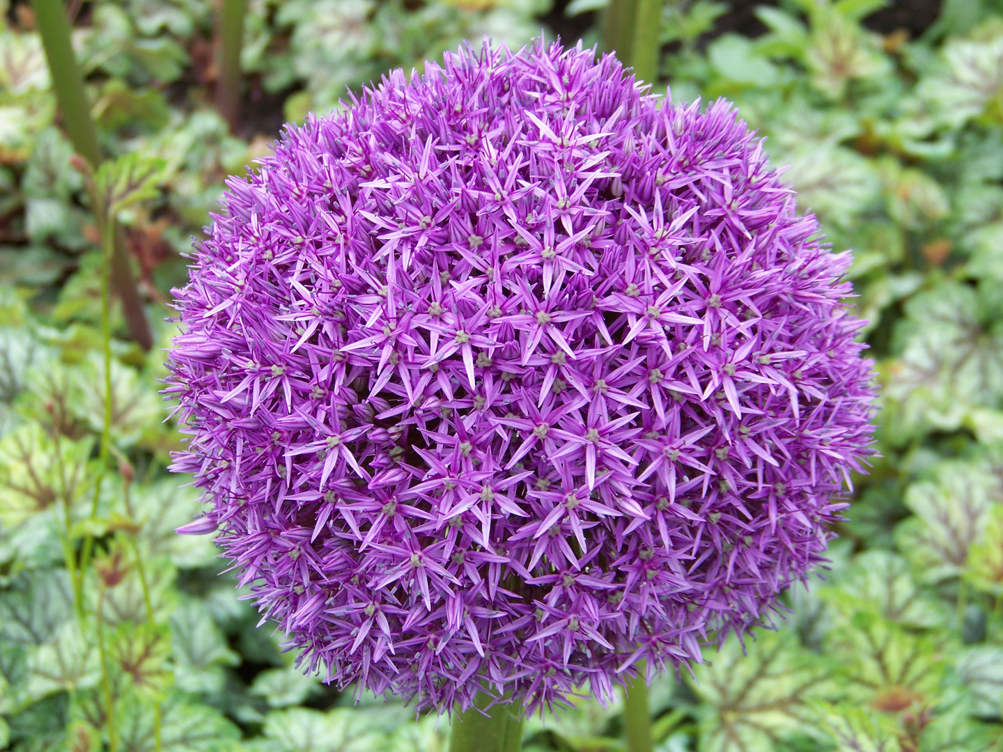 Sommertraum im Garten