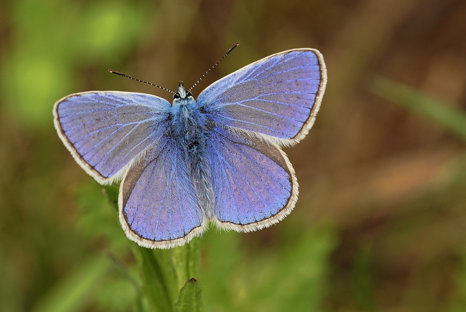 Sommertraum in Blau