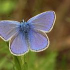 Sommertraum in Blau