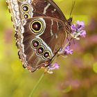 Sommertraum in Blau