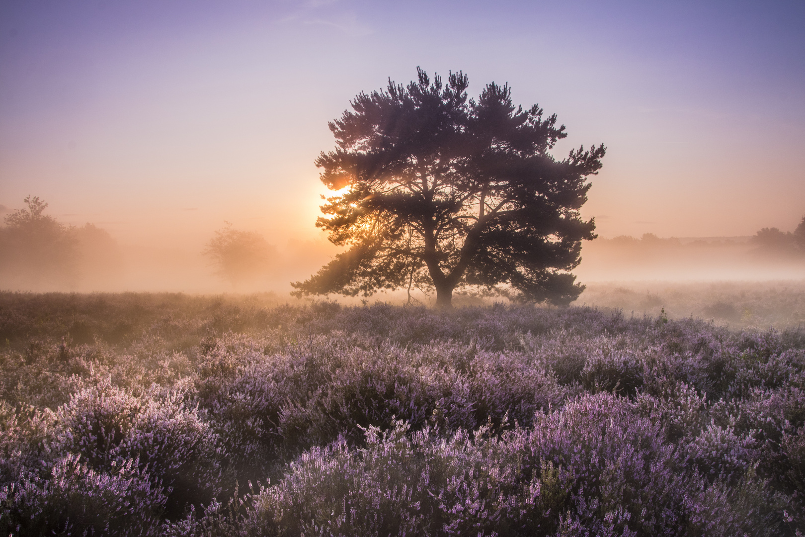 Sommertraum in der Mehlinger Heide