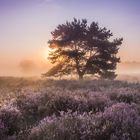 Sommertraum in der Mehlinger Heide