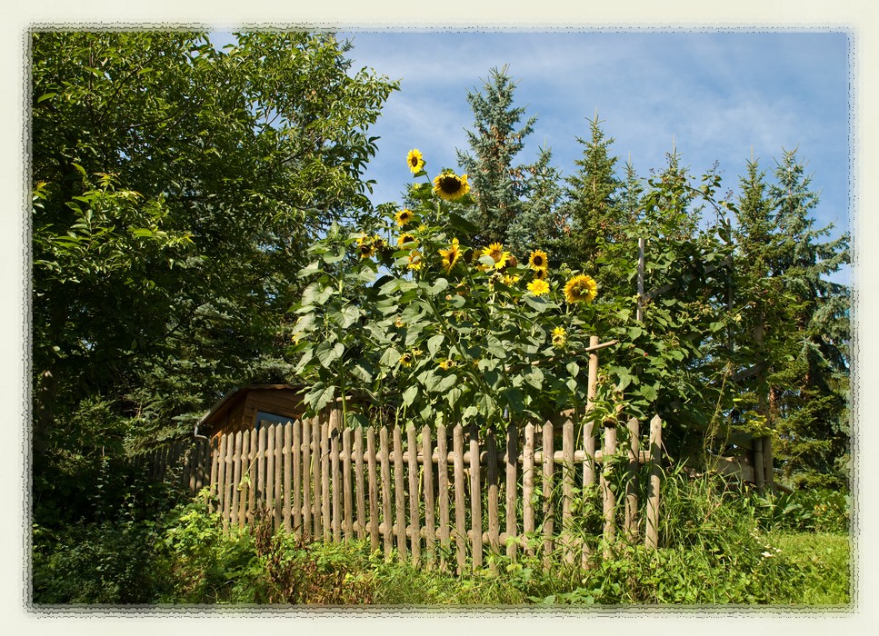 Sommertraum, Traumsommer