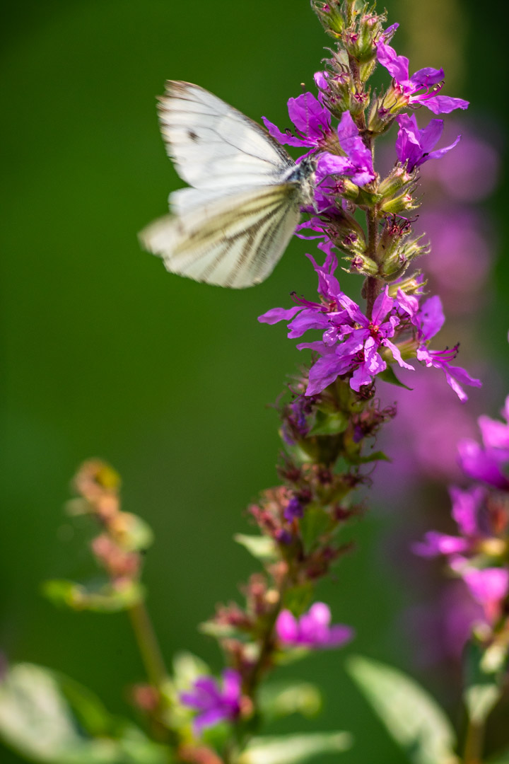 Sommertreiben