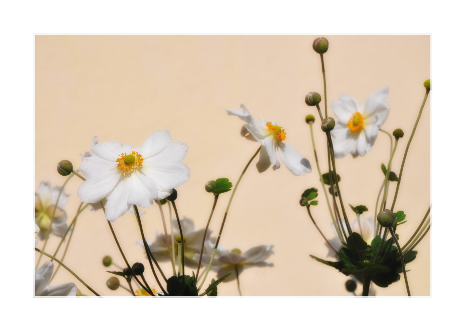 sommertrunkene cosmea ...