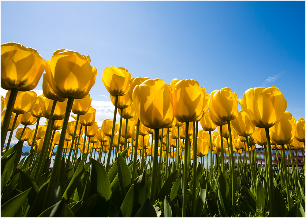 Sommertulpen