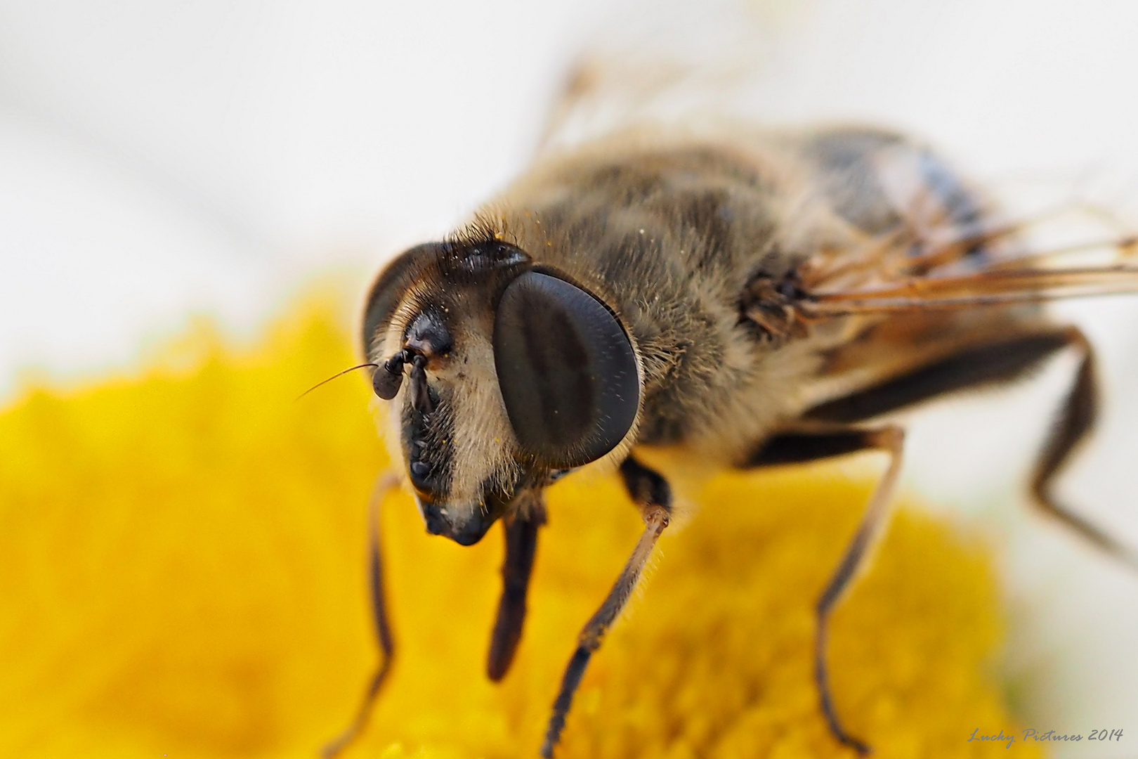 Sommerüberbleibs