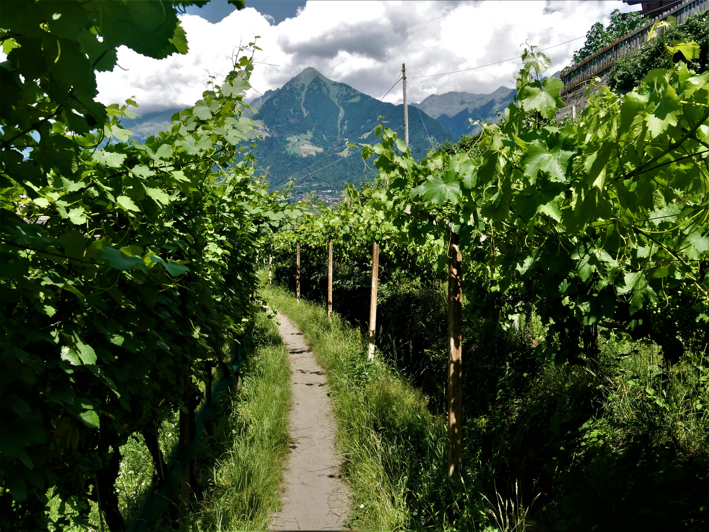 Sommerurlaub 2022 in Südtirol - Am Maiser Waal durch die Weinreben