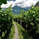 Sommerurlaub 2022 in Südtirol - Am Maiser Waal durch die Weinreben