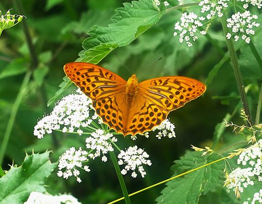 Sommerurlaub 2025 im Altmühltal - Ein Kaisermantel zeigte sich