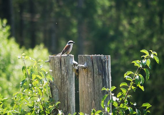 Sommerurlaub 2025 im Altmühltal - Ein Neuntöter: Überraschung im Morsbachtal