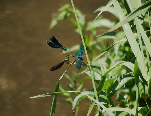 Sommerurlaub 2025 im Altmühltal - Hochzeit und Eifersucht bei den Prachtlibellen