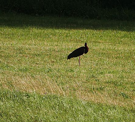 Sommerurlaub 2025 im Altmühltal - Überraschende Sichtung eines Schwarzstorchs