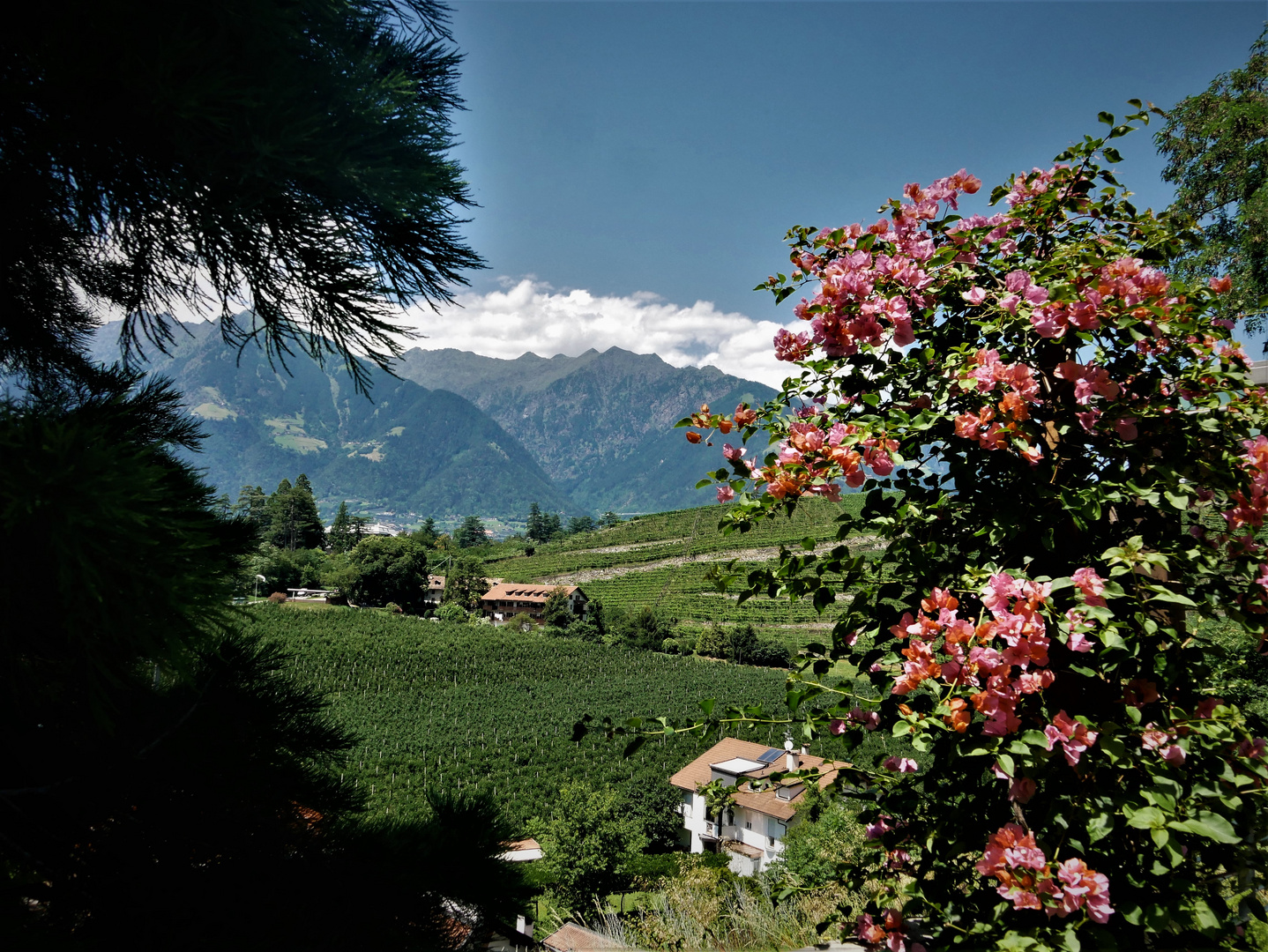 Sommerurlaub in Südtirol - Blick auf die Weinlandschaft des Alto Adige