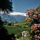 Sommerurlaub in Südtirol - Blick auf die Weinlandschaft des Alto Adige