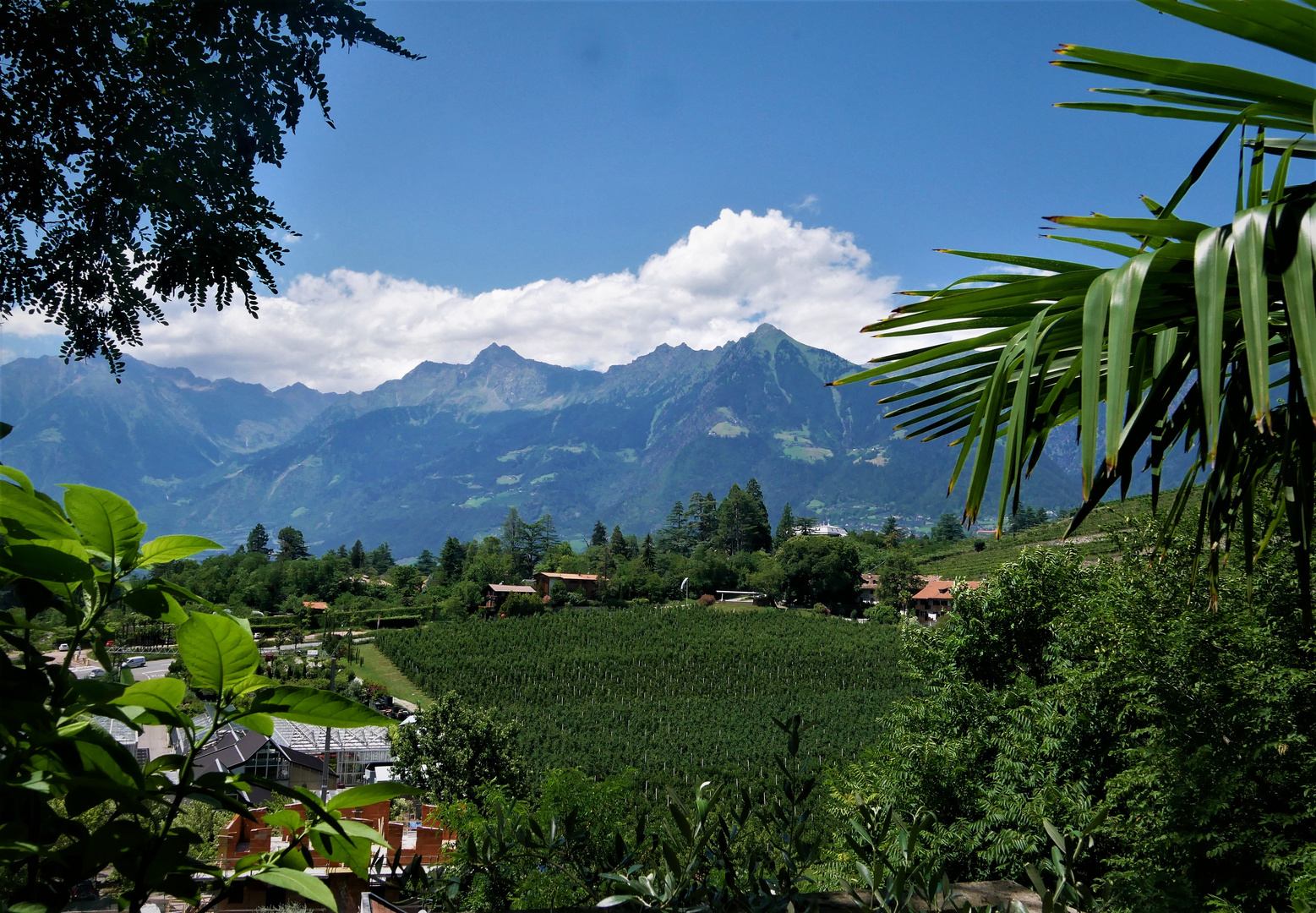 Sommerurlaub in Südtirol - Durchblickvariante auf Obstplantagen des Alto Adige