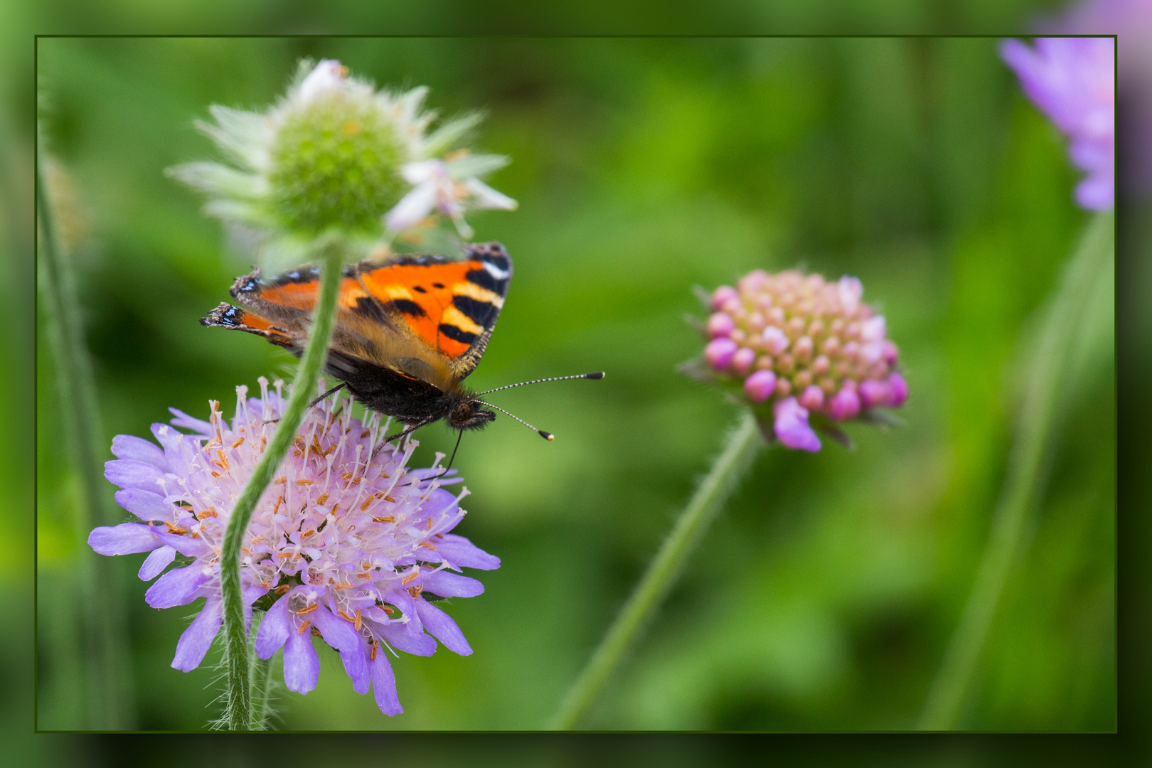 sommerurlaub in willingen 10