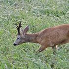 Sommerurlaub Rügen 2019/ 11