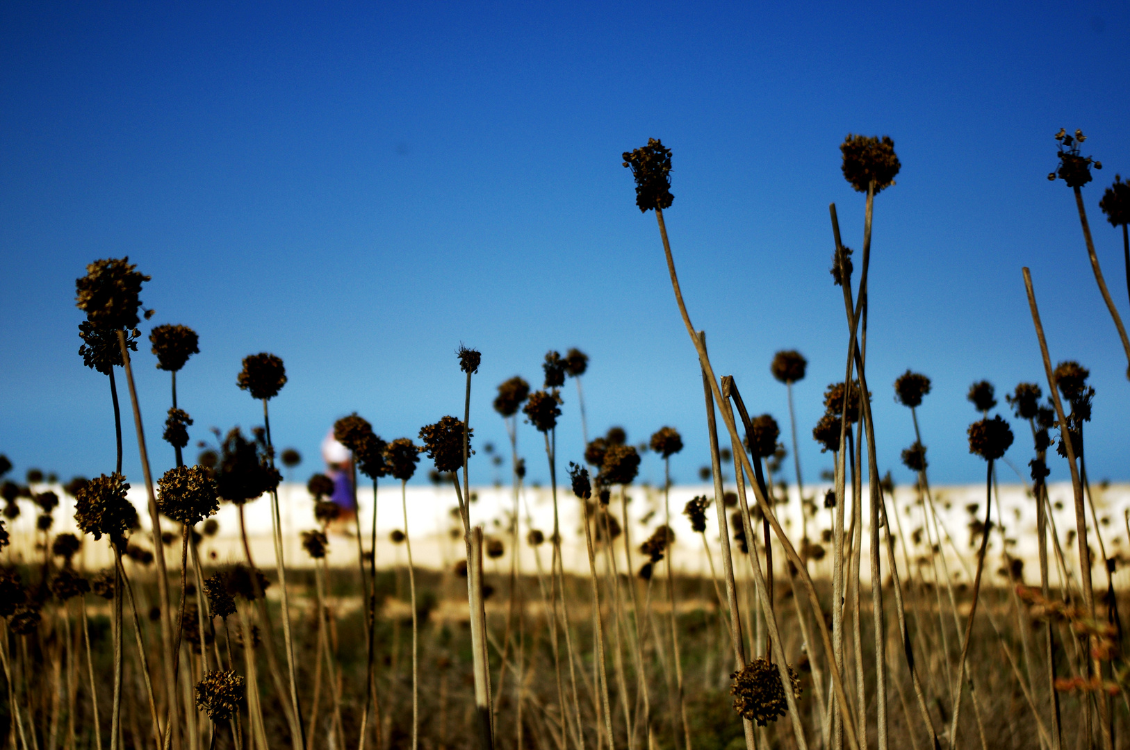 Sommervegetation