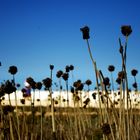 Sommervegetation