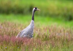 Sommervögel (2.)