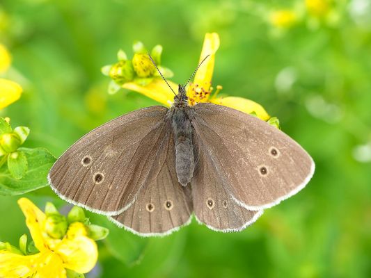 "Sommervögel" lieben wärmende Sonnenstrahlen ...