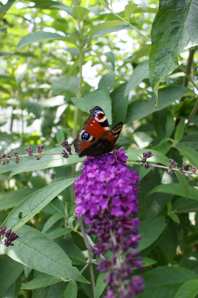 Sommervogel