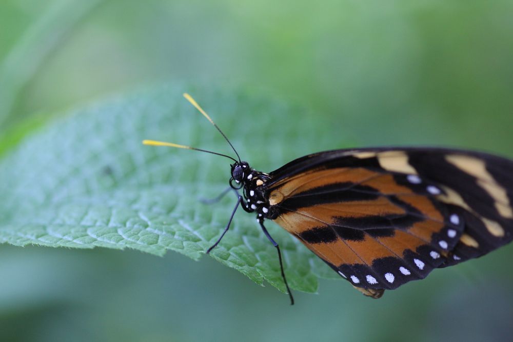 sommervogel 2