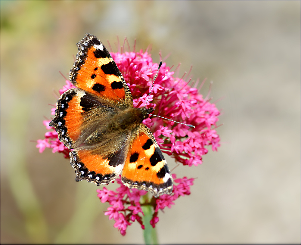 Sommervogel