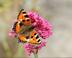 Sommervogel