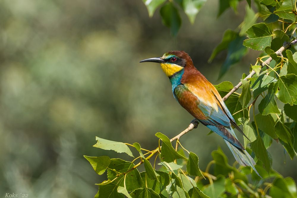 Sommervogel